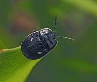 Attēlu rezultāti vaicājumam “Adomerus biguttatus”