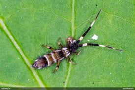 Attēlu rezultāti vaicājumam “Lycogala sphaeroconicum macro”