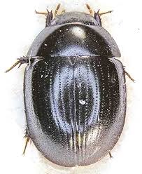 Attēlu rezultāti vaicājumam “Hydrophilidae”