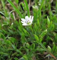 Attēlu rezultāti vaicājumam “Stellaria crassifolia”