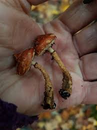 Attēlu rezultāti vaicājumam “Stropharia albocrenulata”