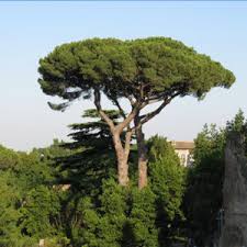 Attēlu rezultāti vaicājumam “Pinus sylvestris var. borussica”