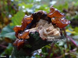 Attēlu rezultāti vaicājumam “Exidia recisa”