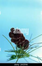 Attēlu rezultāti vaicājumam “Batrachospermum moniliforme”