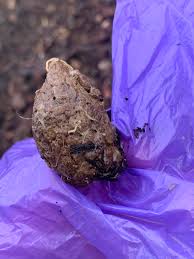 Image result for cestoda excrement dog