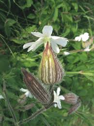 Attēlu rezultāti vaicājumam “Silene latifolia subsp. alba flower”