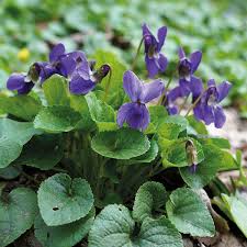 Image result for Viola odorata