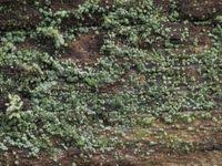 Attēlu rezultāti vaicājumam “Trapeliopsis granulosa”