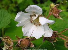 Attēlu rezultāti vaicājumam “Rubus parviflorus”