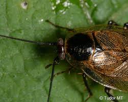 Attēlu rezultāti vaicājumam “Ectobius sylvestris male”