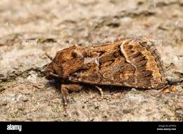 Attēlu rezultāti vaicājumam “Thalpophila matura”