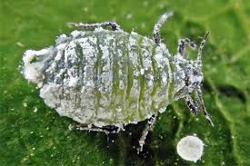 Attēlu rezultāti vaicājumam “Prociphilus xylostei”