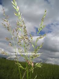 Attēlu rezultāti vaicājumam “Festuca pratensis”