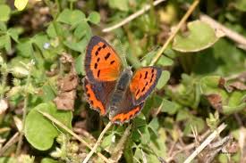 Attēlu rezultāti vaicājumam “Lycaena phlaeas”