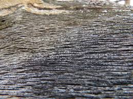 Attēlu rezultāti vaicājumam “Xylographa paralella”