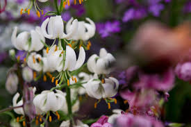 Image result for Lilium martagon Alba