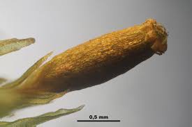 Attēlu rezultāti vaicājumam “Orthotrichum speciosum”