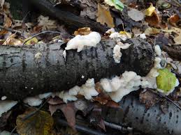 Attēlu rezultāti vaicājumam “Postia ptychogaster”