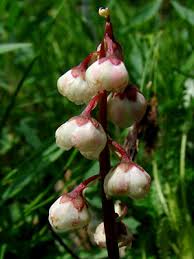 Attēlu rezultāti vaicājumam “Pyrola minor leaf”