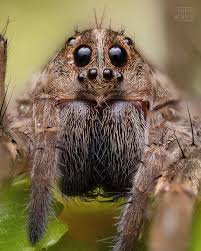 Attēlu rezultāti vaicājumam “Lycosidae”