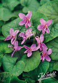 Image result for Viola odorata