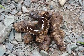 Attēlu rezultāti vaicājumam “Apatura iris female”