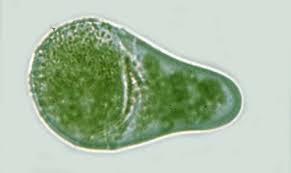 Attēlu rezultāti vaicājumam “Tritomaria exsectiformis cells”