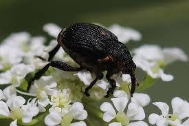 Attēlu rezultāti vaicājumam “Mononychus punctumalbum”