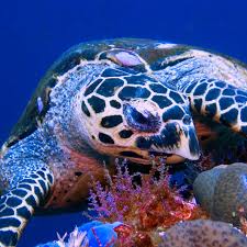 Image result for Eretmochelys imbricata