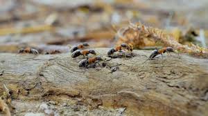 Attēlu rezultāti vaicājumam “Scardia boletella pupa”