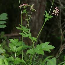 Attēlu rezultāti vaicājumam “Pimpinella major leaf”