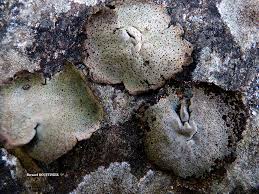 Attēlu rezultāti vaicājumam “Dermatocarpon miniatum”