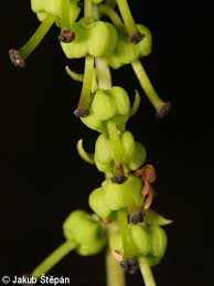 Attēlu rezultāti vaicājumam “Orthilia secunda bud”