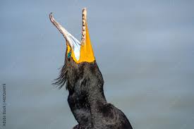 Image result for Phalacrocorax auritus
