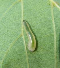 Attēlu rezultāti vaicājumam “Caliroa annulipes”