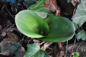 Attēlu rezultāti vaicājumam “Listera ovata leaf”