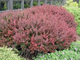 Attēlu rezultāti vaicājumam “Berberis thunbergii”