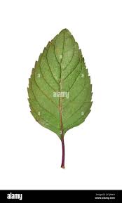 Attēlu rezultāti vaicājumam “Mentha x verticillata”