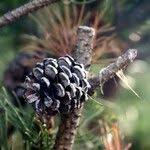 Attēlu rezultāti vaicājumam “Pinus mugo fruit”