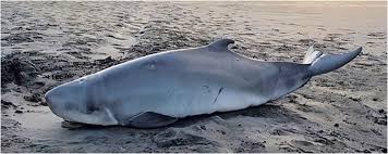 Image result for Kogia breviceps