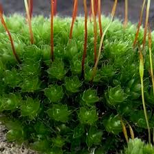 Attēlu rezultāti vaicājumam “Bryum funkii macro”