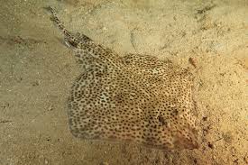 Image result for Raja montagui