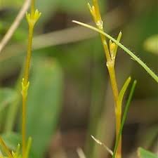 Attēlu rezultāti vaicājumam “Sagina nodosa”