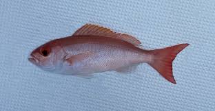 Image result for Rhomboplites aurorubens