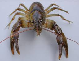 Attēlu rezultāti vaicājumam “Hemitrichia chrysospora macro”