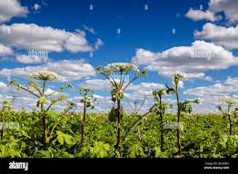 Attēlu rezultāti vaicājumam “Heracleum sosnowskyi leaf”