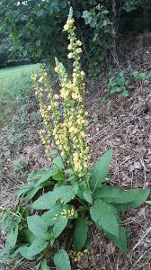 Image result for Verbascum nigrum