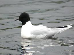 Attēlu rezultāti vaicājumam “Larus minutus”