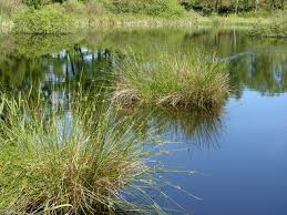 Attēlu rezultāti vaicājumam “Juncus effusus”