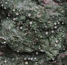 Attēlu rezultāti vaicājumam “Coenogonium pineti”